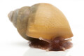 Lissachatina zanzibarica typ 3 albino shell juvenil, 3cm